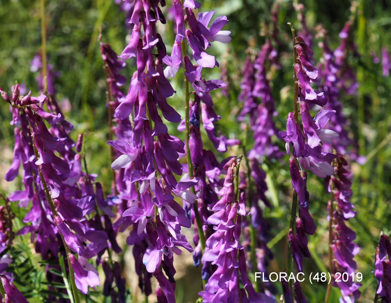 Vetch, Fine-leaved